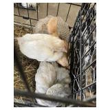 orphington chicks