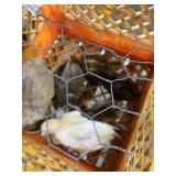 Old english chicks