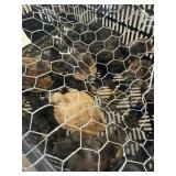Brahma/cochin chicks