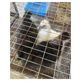 Trio Silkie