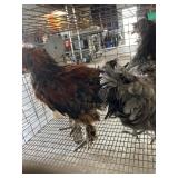 Pair Chickens