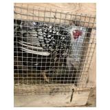 Silver Lace Wyndotte Hen