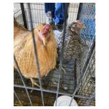Pair Chickens