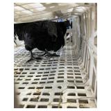 Pair Ayam Cemani