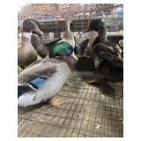 Ducks