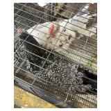 Splash Maron Hen / Silver Barnvelder Hen