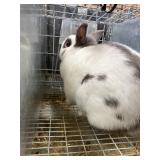 Dwarf Papillon Doe
