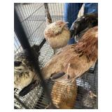 Quad Chickens