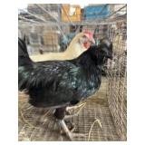 leghorn hen ayam cemani rooster