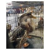 pair silver appleyard ducks