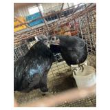 pair ayam cemani