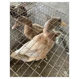 pair ducks