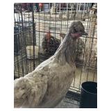 Americauna hen