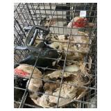 muscovy