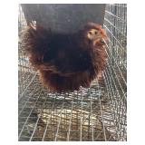 Frizzle Cochin Bantam Rooster