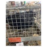 Ayam Cemani Hen