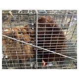 Pair Fizzle Cochin Bantam