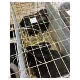 black rabbit does 6-1dob