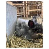 charcoal grey double lion head