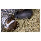 hair guinea pigs 1 hairless