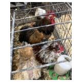2 roosters 1 hen