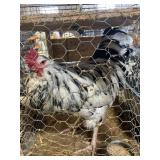 ERMINE AMERICAN ROOSTER