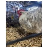 splash orphington rooster