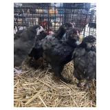 lavendar brahma chicks