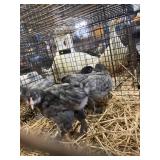 blue brahma chicks
