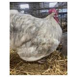 splash orphington rooster