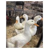 quad pekin ducks
