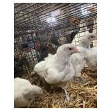 lavendar brahma chicks