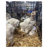 lavendar brahma chicks