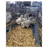 lavendar brahma chicks