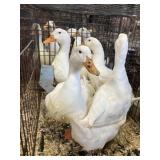 quad pekin ducks