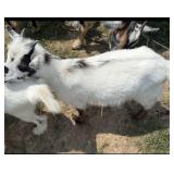Billy INAK  5496 HIP TAG 555