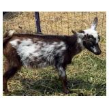 Billy INAK5495 hip tag 551
