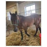 10 year old gaited gelding BROKE BROKE BROKE