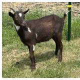 Wether GOAT INAK 5497 HIP TAG 554