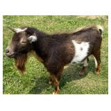 Billy INAK 5494 HIP TAG 553