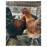 Rhode island red roosters