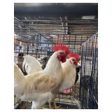 leghorn roosters