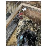 Barnvelder rooster
