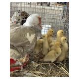 family muscovy 1 hen 7 babies