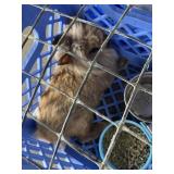 lionhead buck