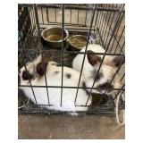 lionhead rabbits