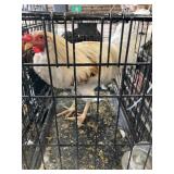 leghorn rooster