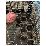 lionhead rabbits