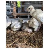 blue slate turkey poults