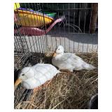 white call ducks